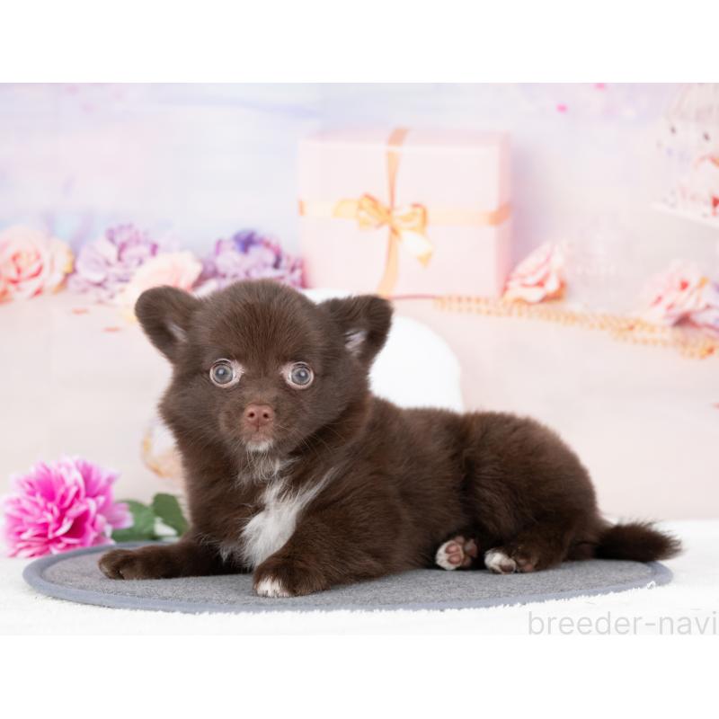 販売中の岐阜県のミックス犬-411564の2枚目